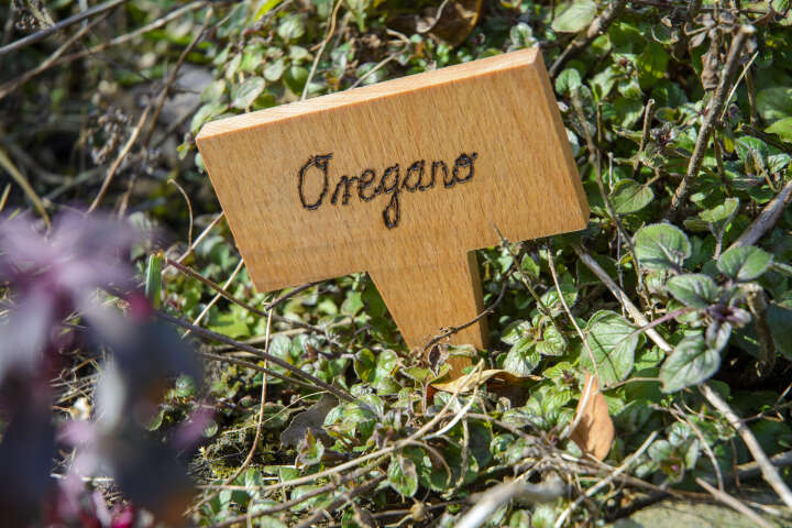 dobar Pflanzen-Starter-Set aus Buchenholz